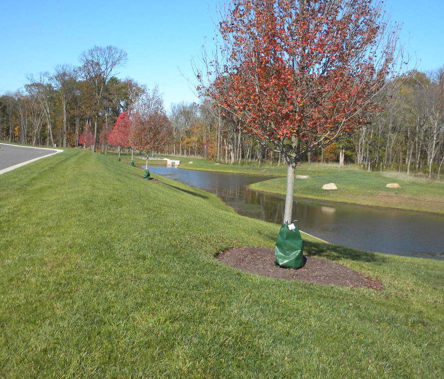 pond with tree